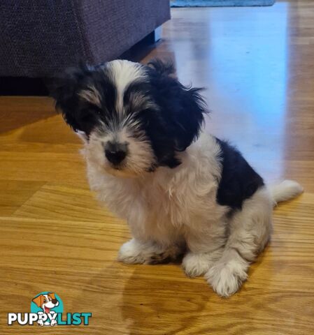 Maltese puppy for sale