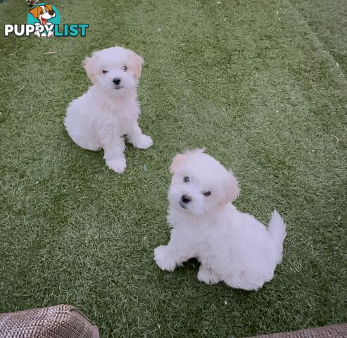 Maltese &amp;amp; Shihtzu Puppies