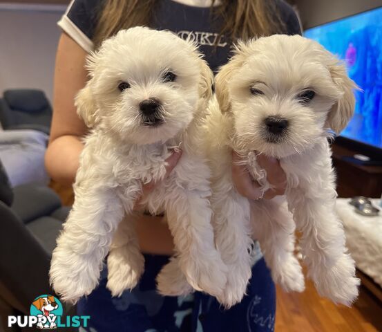 Maltese &amp; Shihtzu Puppies