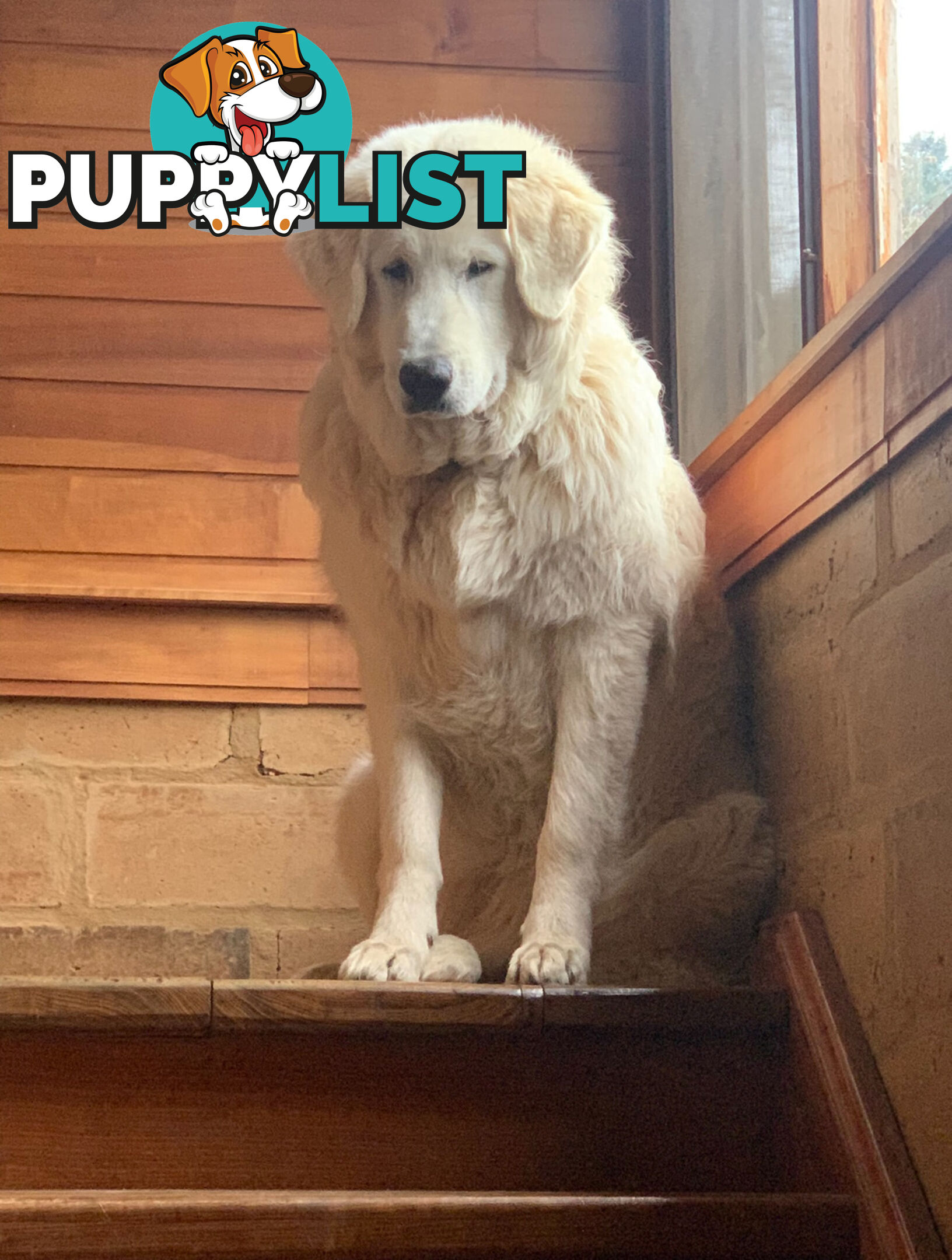 Maremma Sheepdog Puppies
