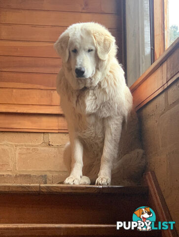 Maremma Sheepdog Puppies