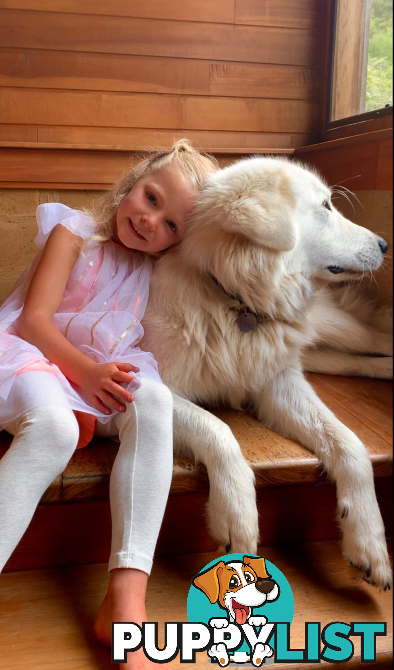 Maremma Sheepdog Puppies