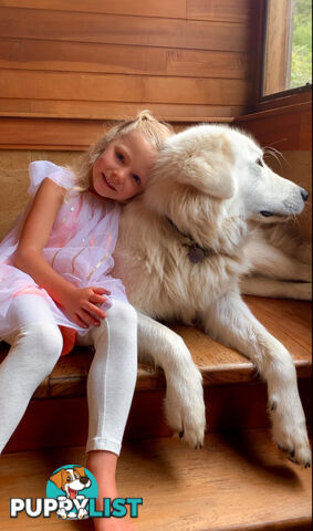 Maremma Sheepdog Puppies
