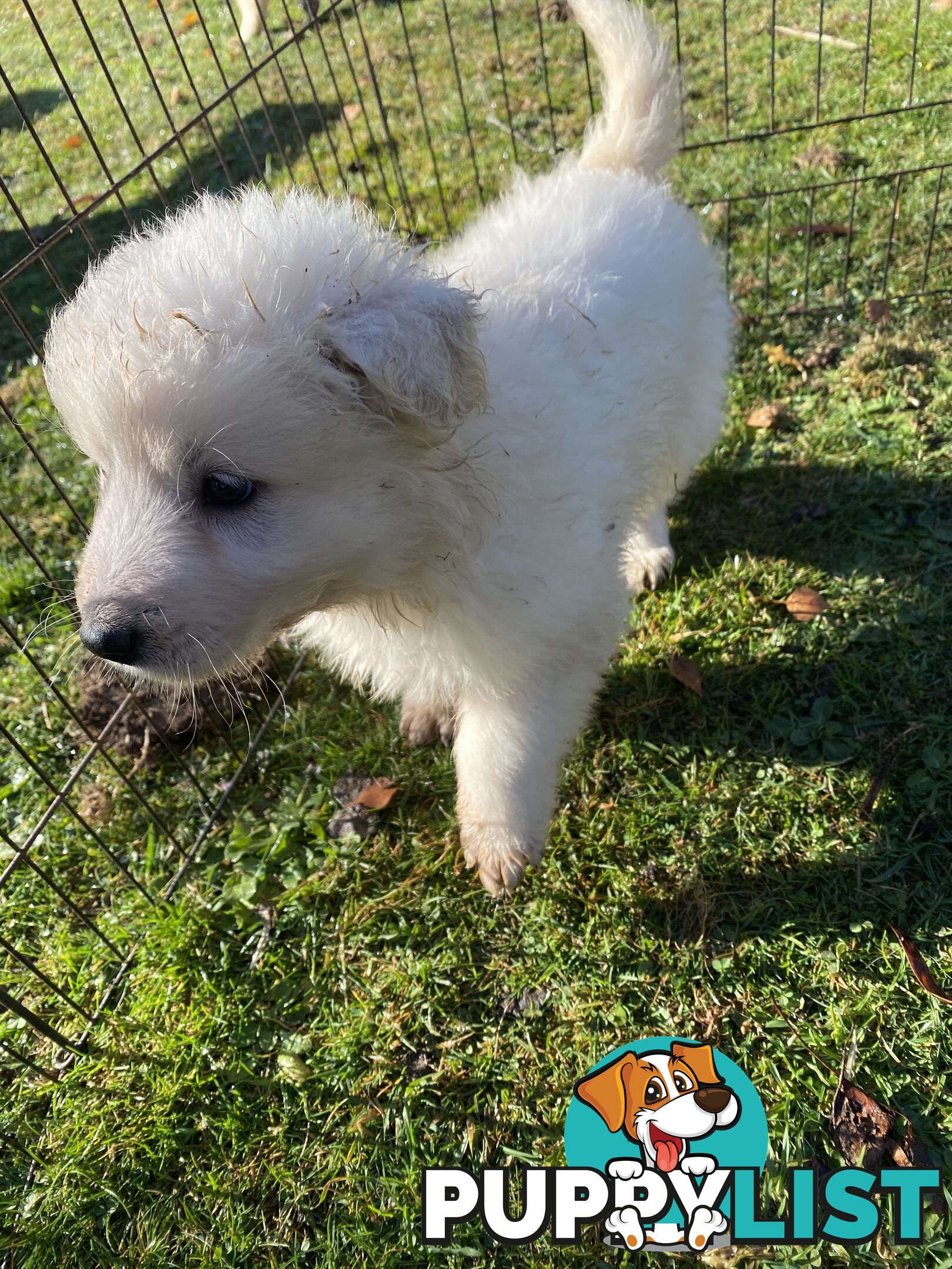 Maremma Sheepdog Puppies