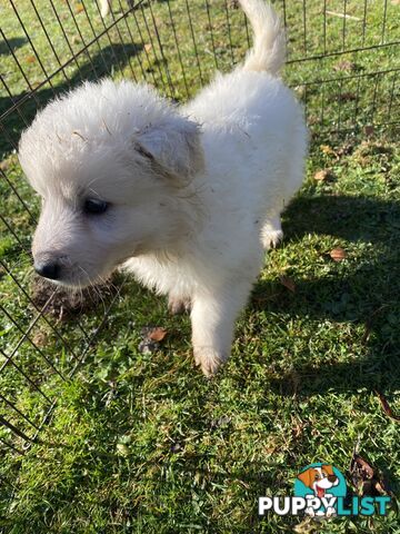 Maremma Sheepdog Puppies