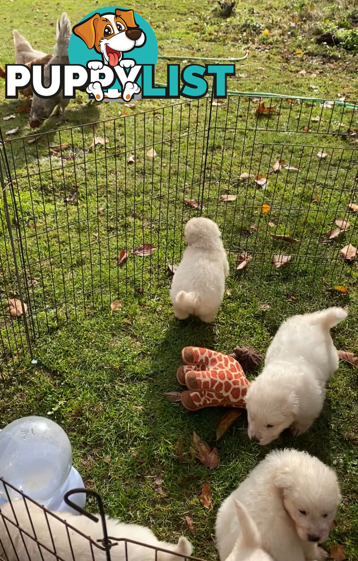 Maremma Sheepdog Puppies
