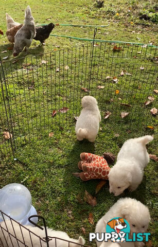Maremma Sheepdog Puppies