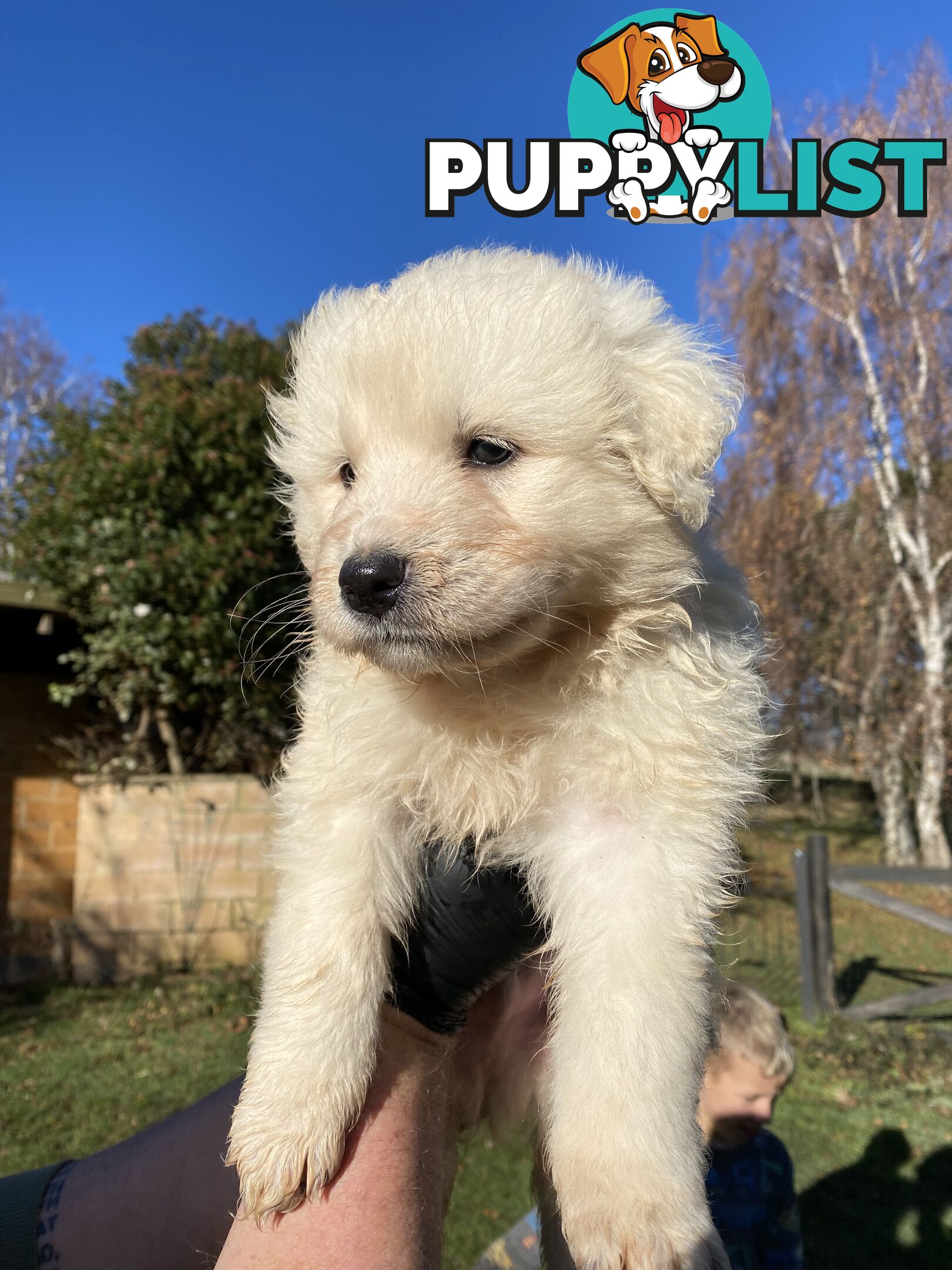 Maremma Sheepdog Puppies