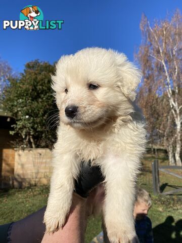 Maremma Sheepdog Puppies