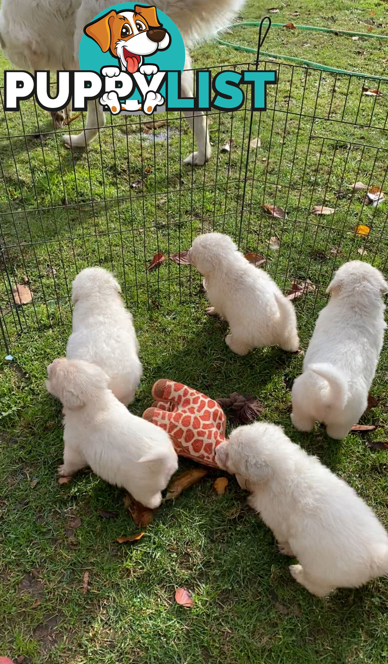 Maremma Sheepdog Puppies