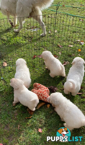 Maremma Sheepdog Puppies