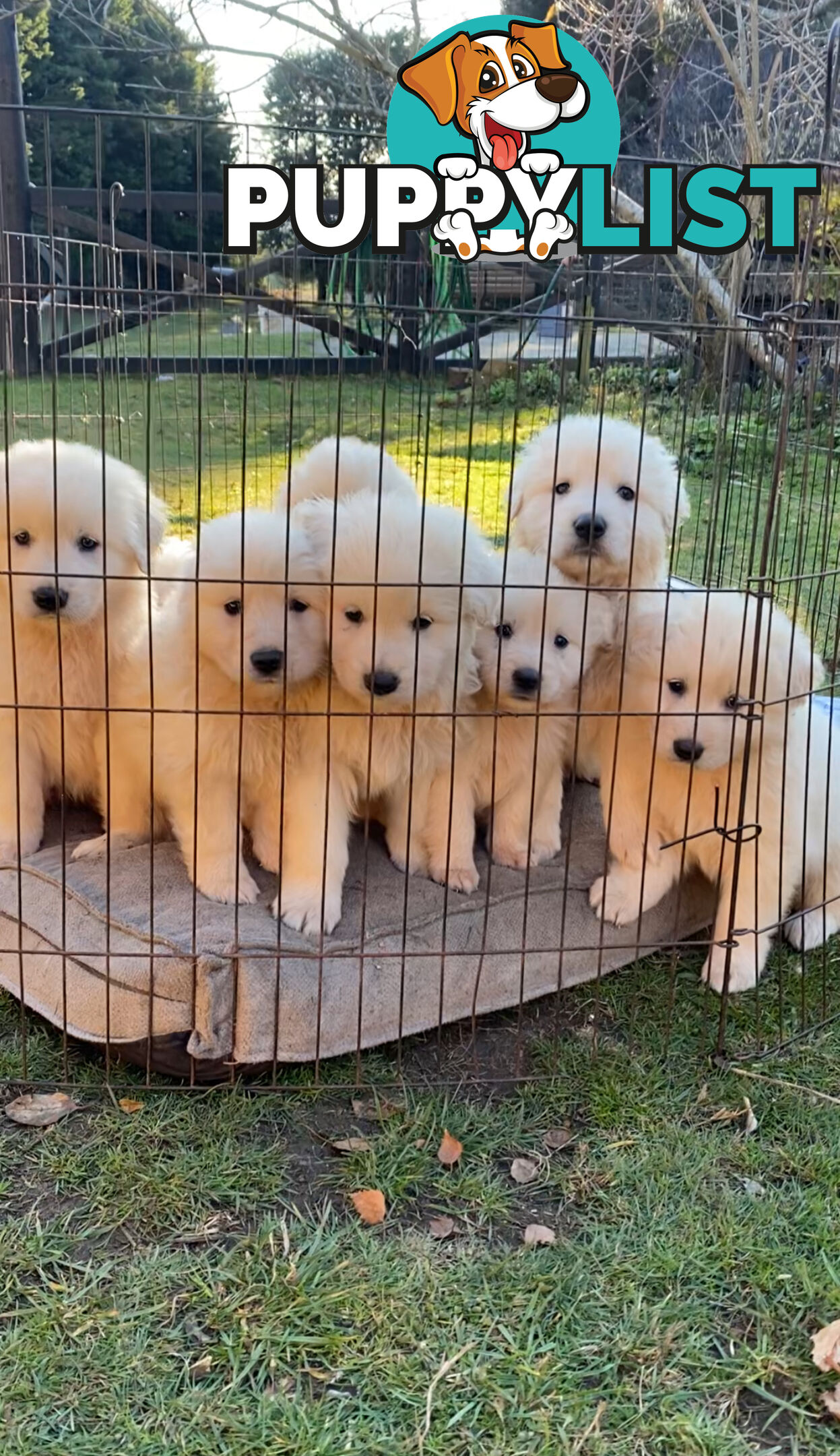 Maremma Sheepdog Puppies