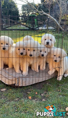 Maremma Sheepdog Puppies
