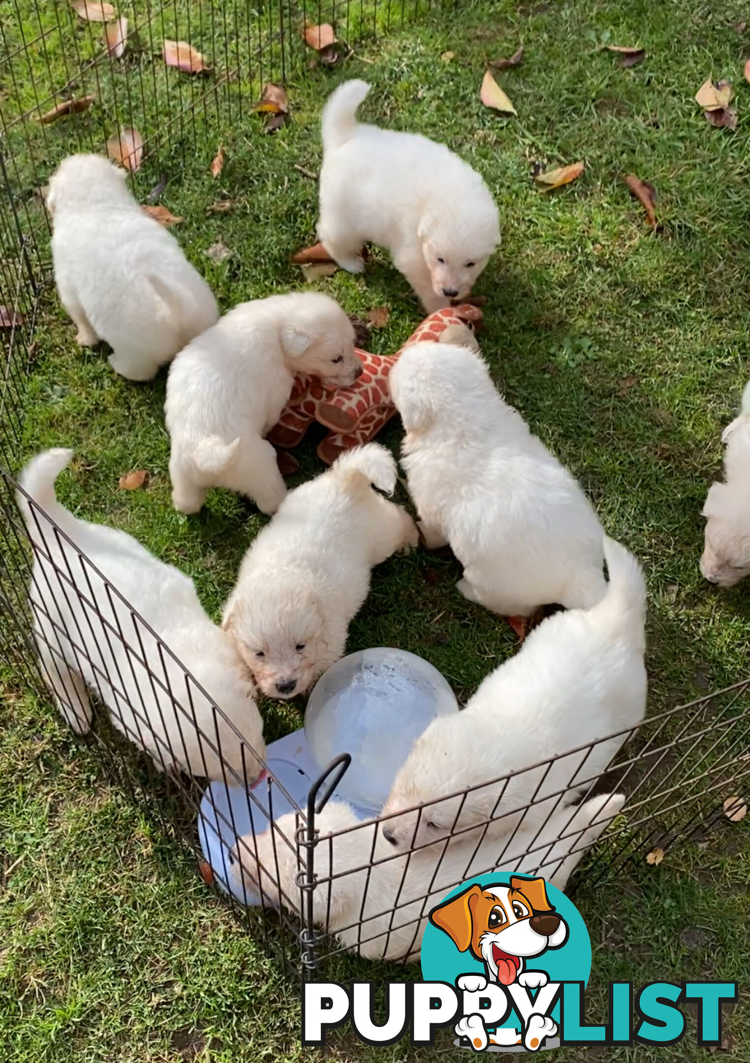 Maremma Sheepdog Puppies