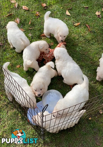 Maremma Sheepdog Puppies