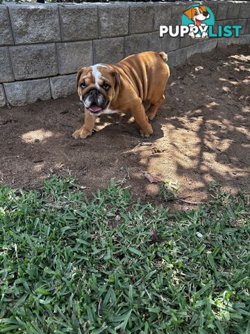 British bulldog puppies