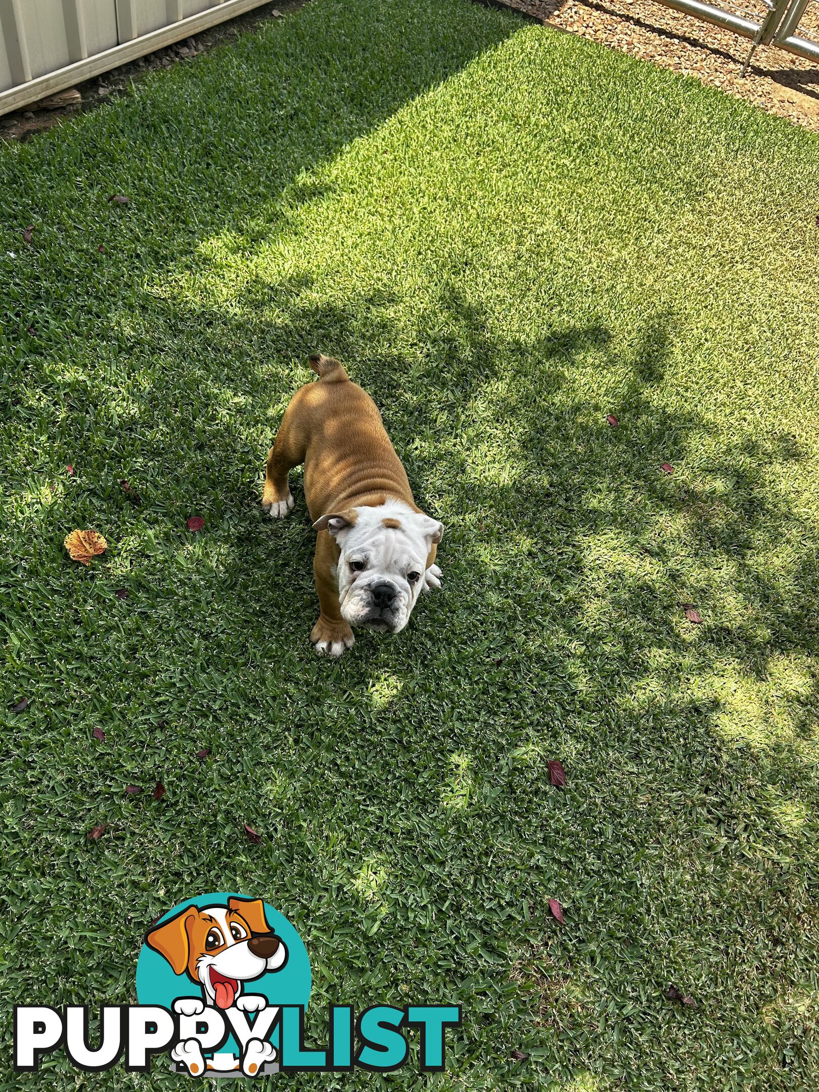 British bulldog puppies