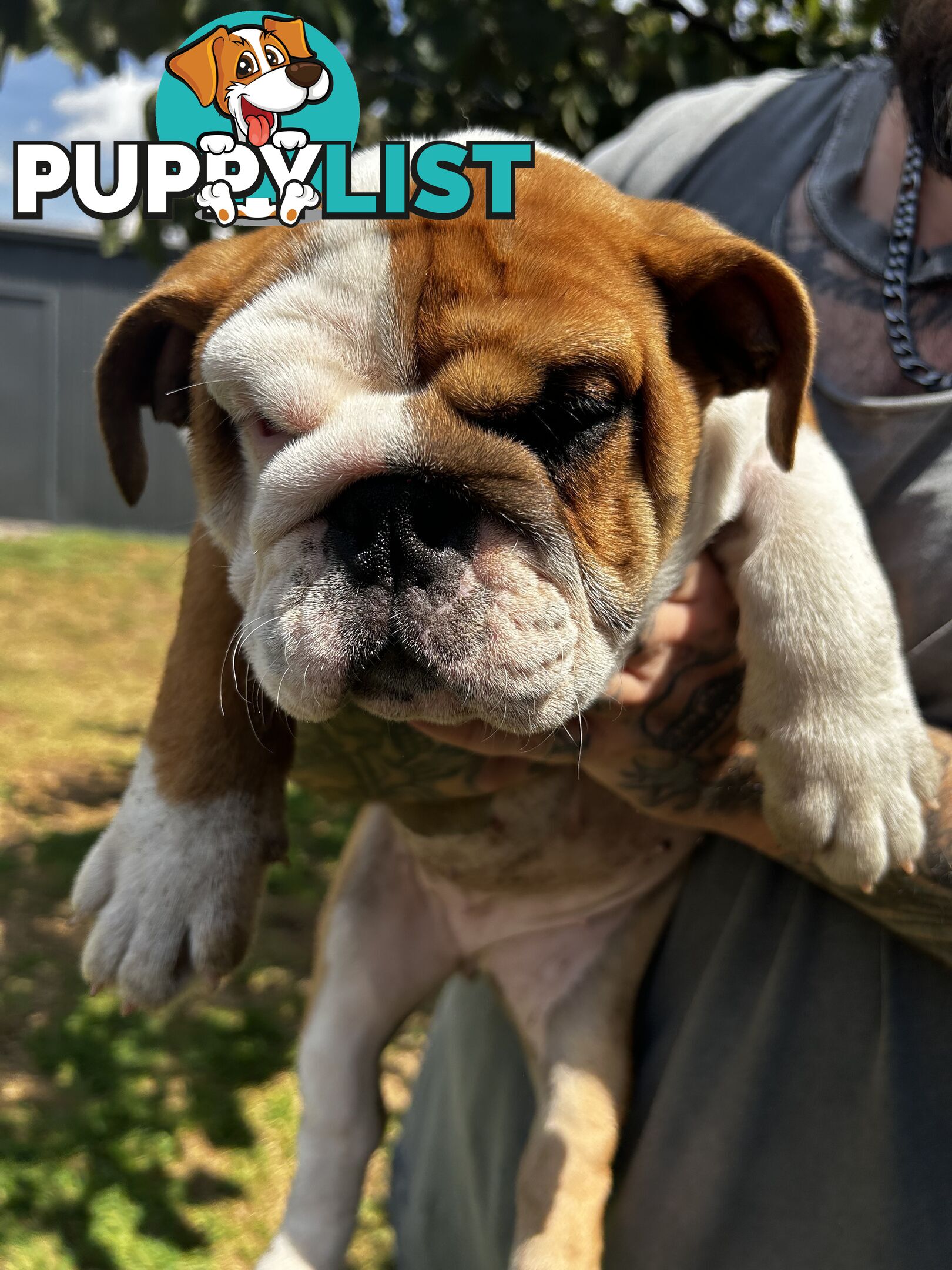 British bulldog puppies