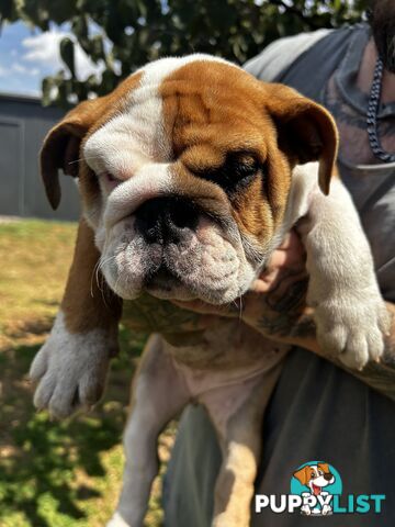 British bulldog puppies