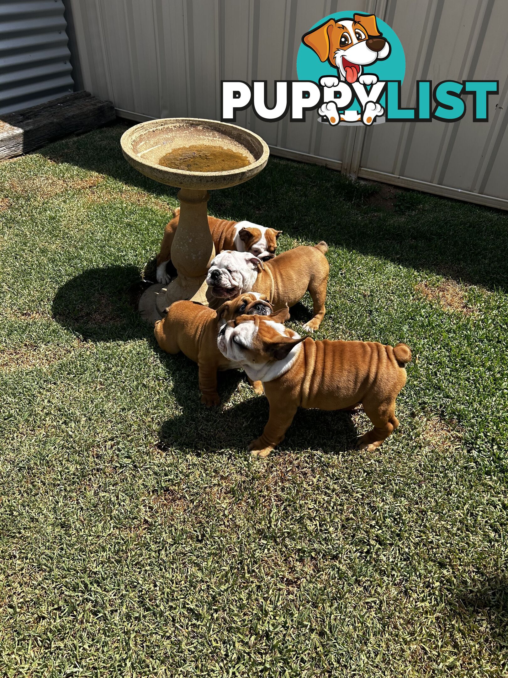 British bulldog puppies