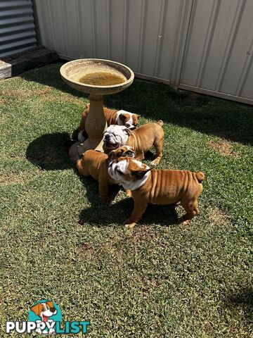 British bulldog puppies