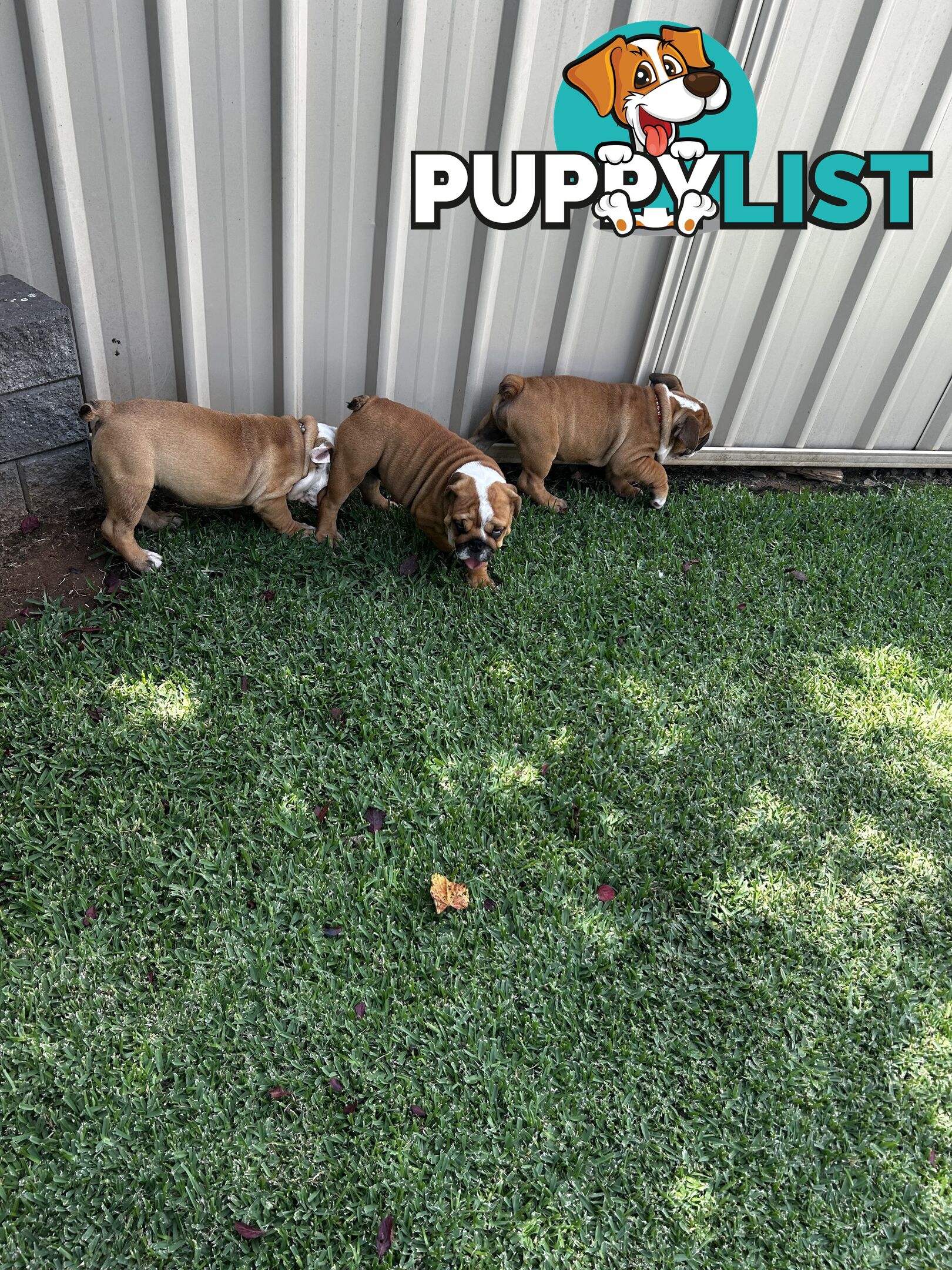 British bulldog puppies