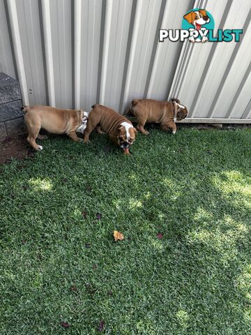 British bulldog puppies