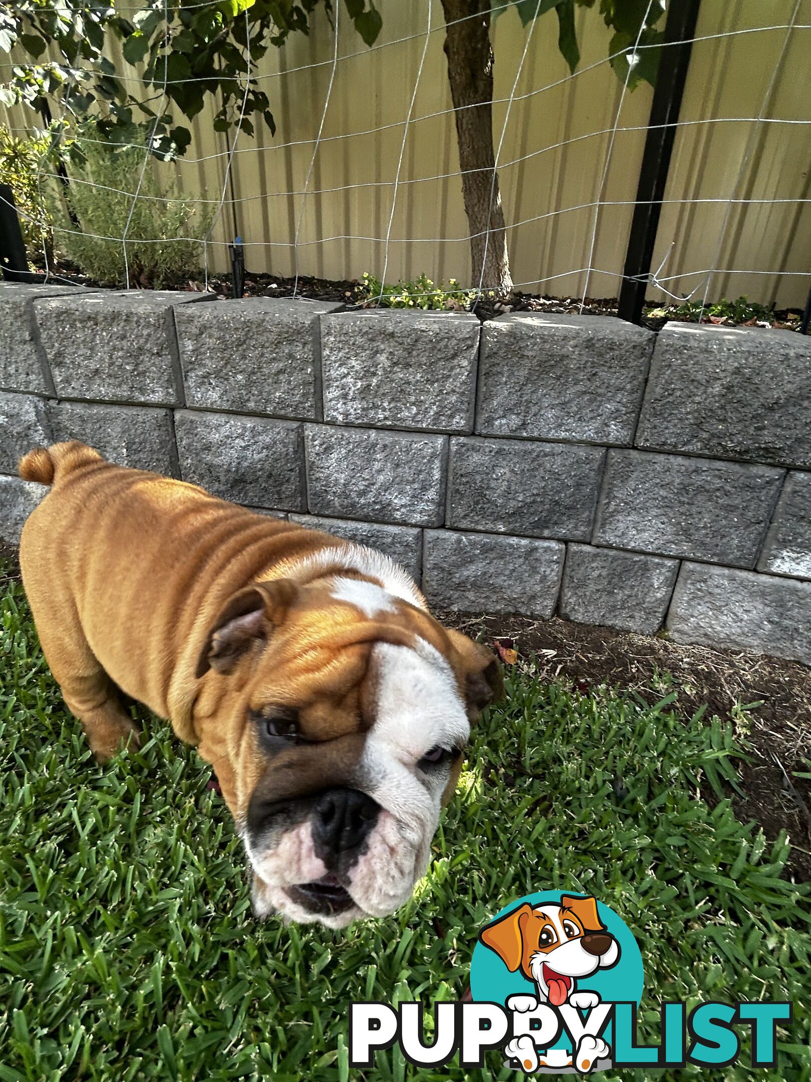 British bulldog puppies