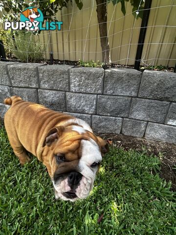 British bulldog puppies