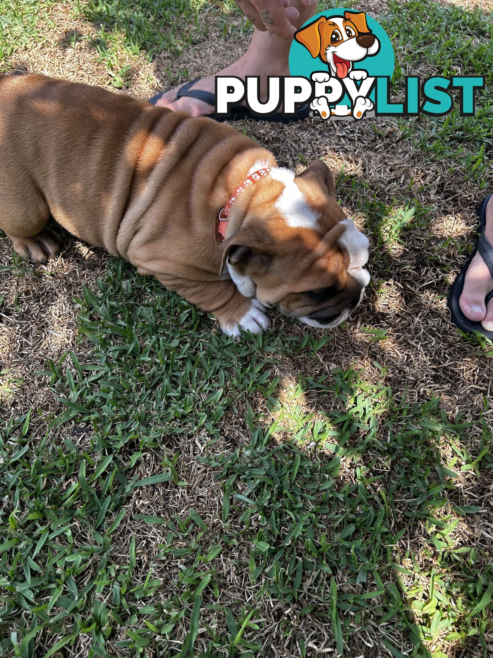 British bulldog puppies