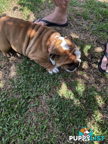 British bulldog puppies