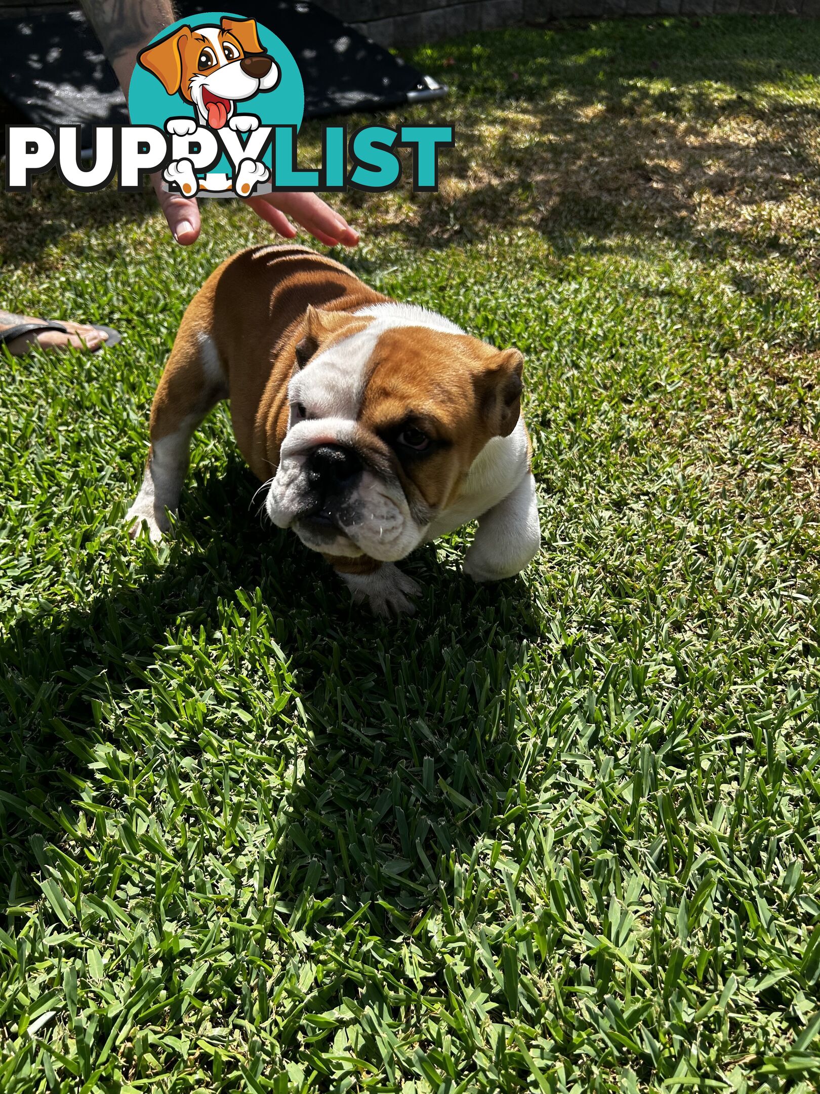 British bulldog puppies