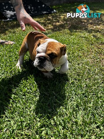 British bulldog puppies