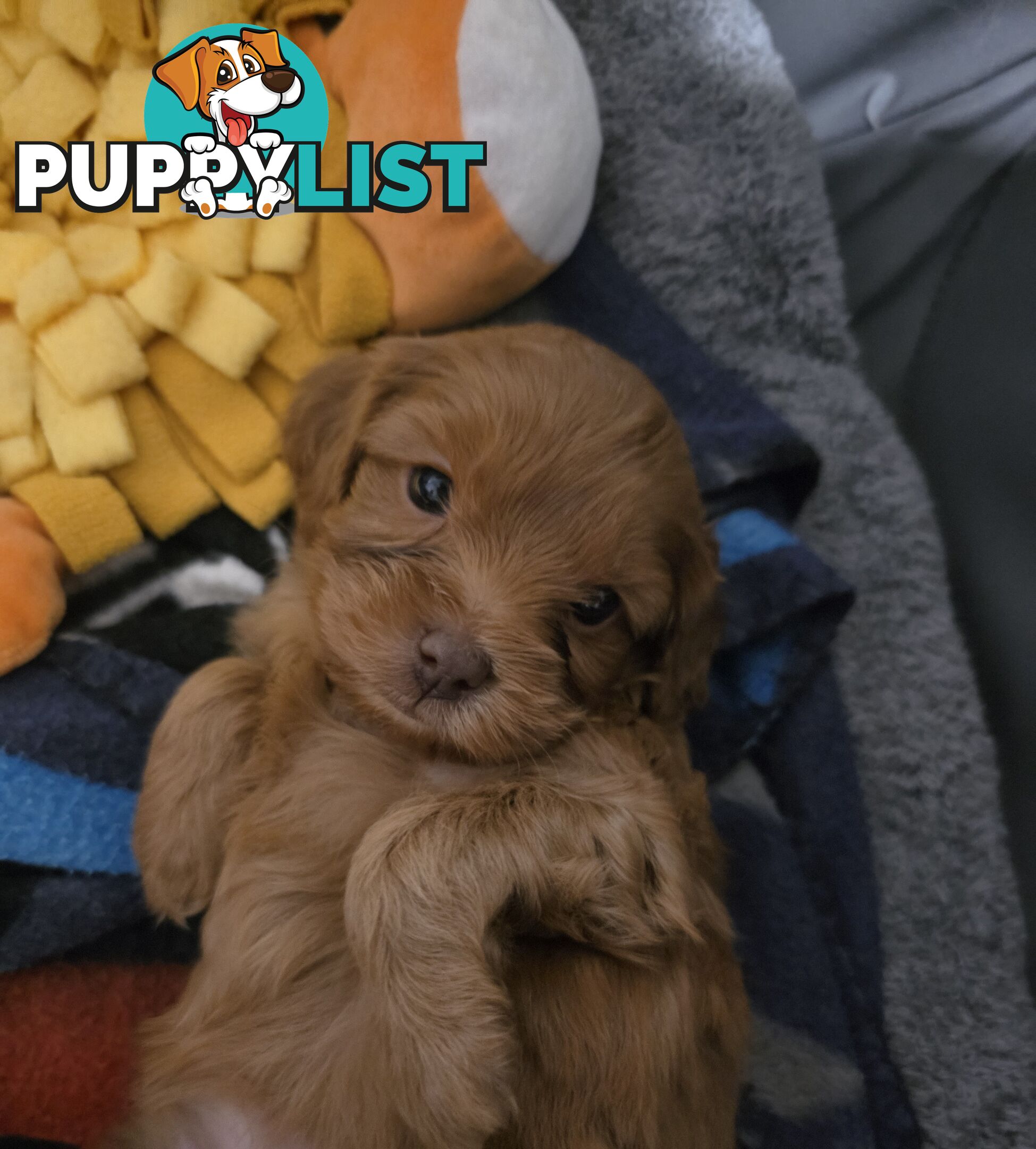 F2 Toy Cavoodle Puppies