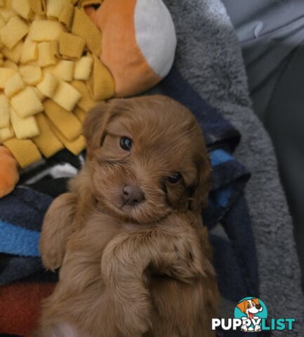 F2 Toy Cavoodle Puppies