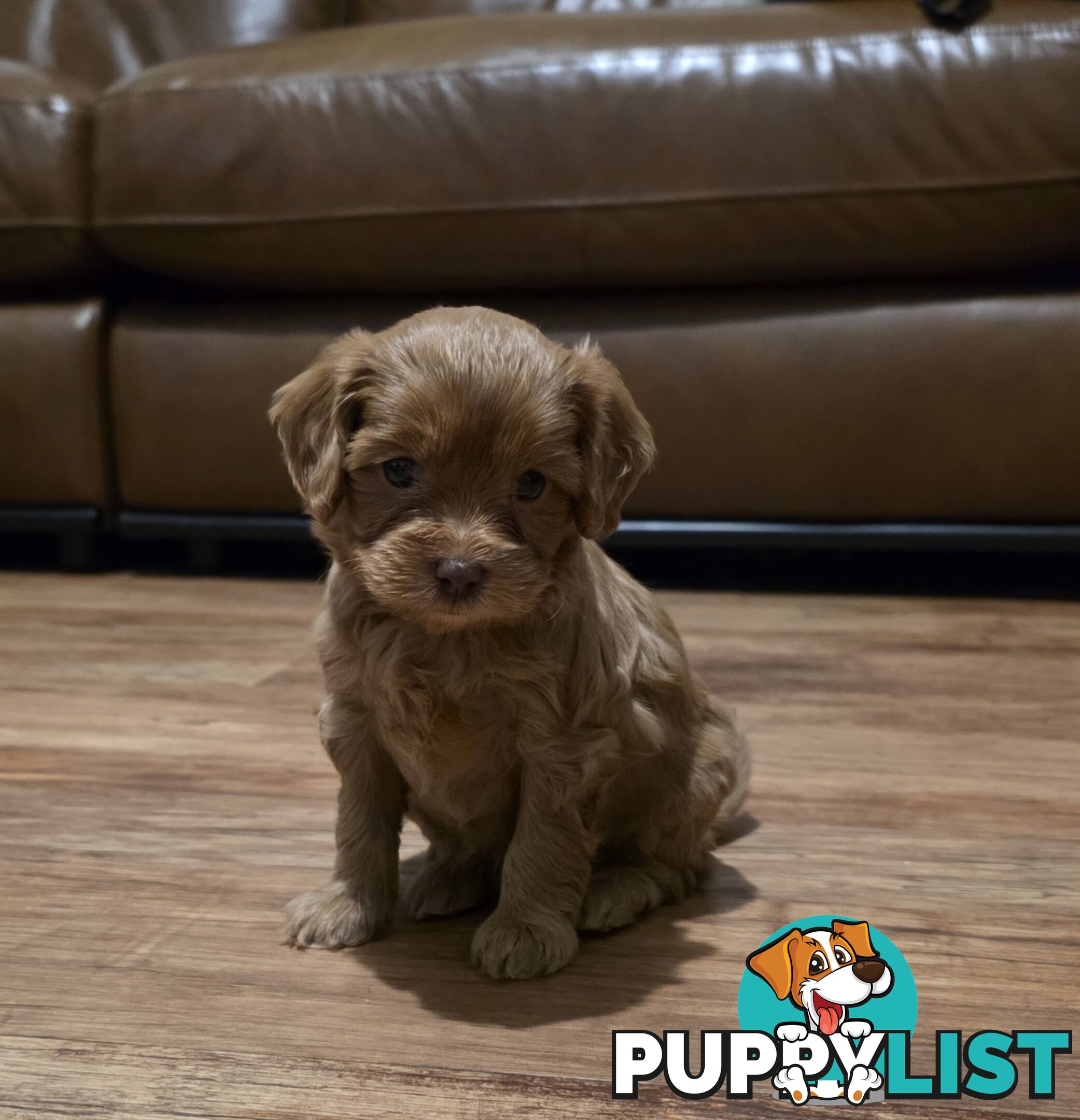 F2 Toy Cavoodle Puppies