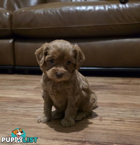 F2 Toy Cavoodle Puppies
