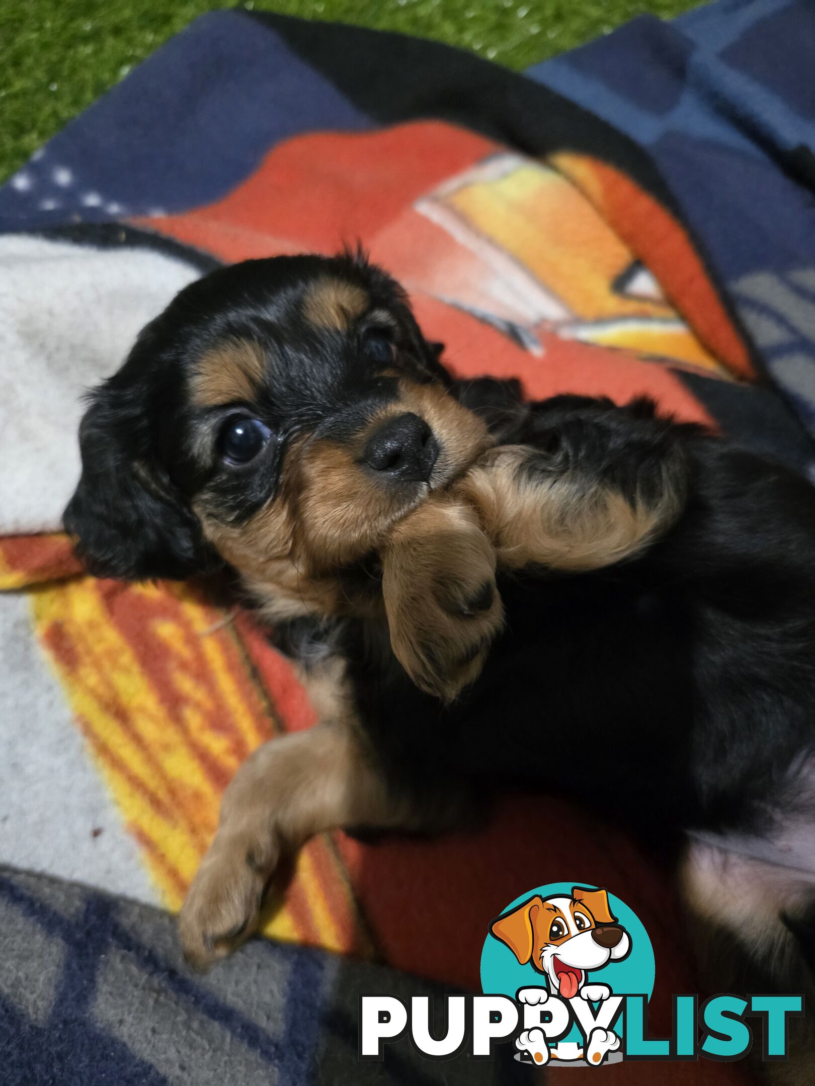 F2 Toy Cavoodle Puppies
