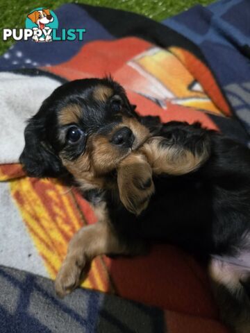 F2 Toy Cavoodle Puppies