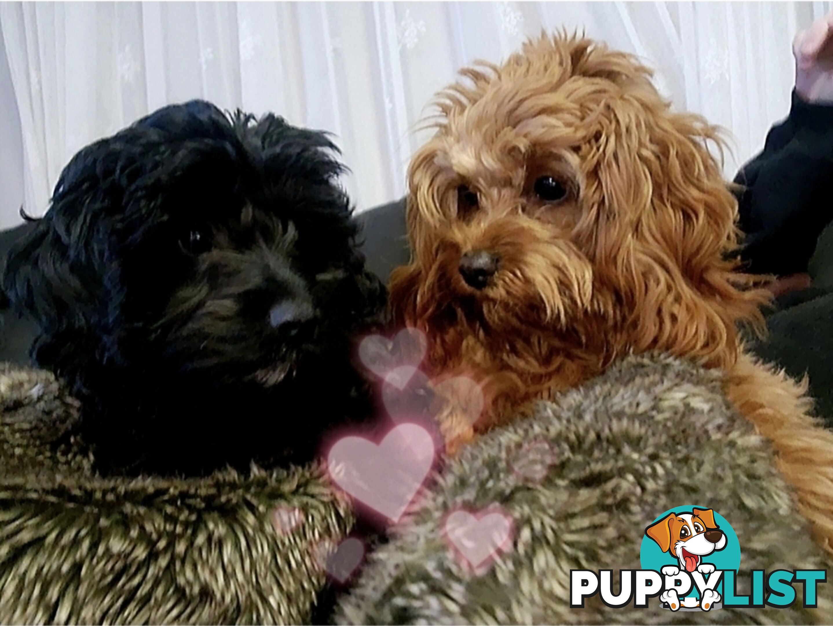 F2 Toy Cavoodle Puppies