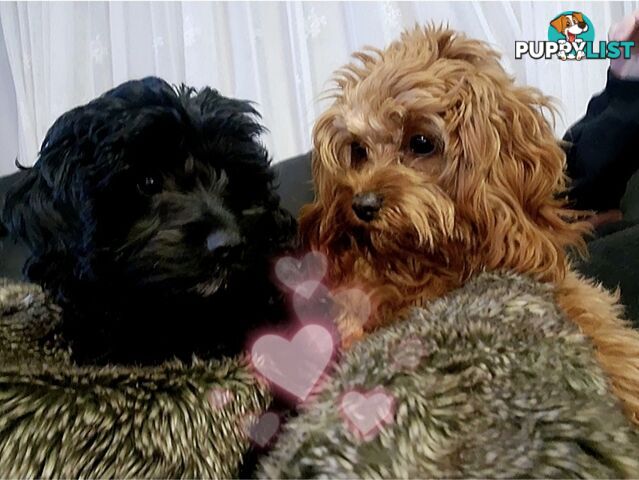 F2 Toy Cavoodle Puppies