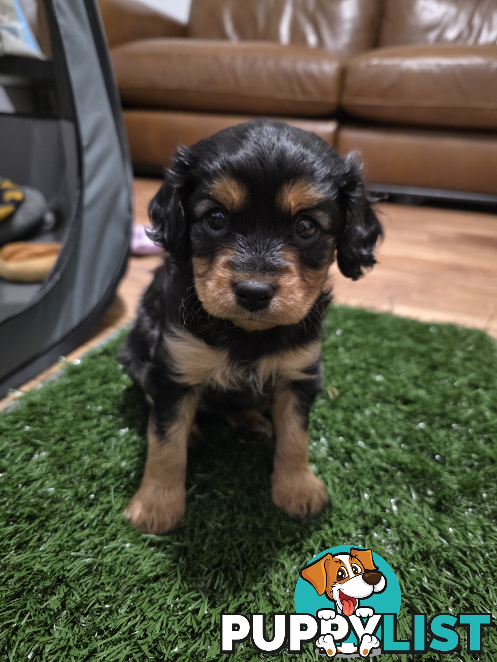F2 Toy Cavoodle Puppies