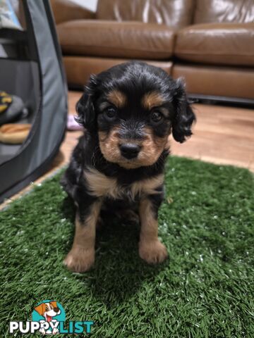 F2 Toy Cavoodle Puppies