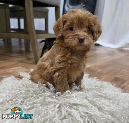 F2 Toy Cavoodle Puppies