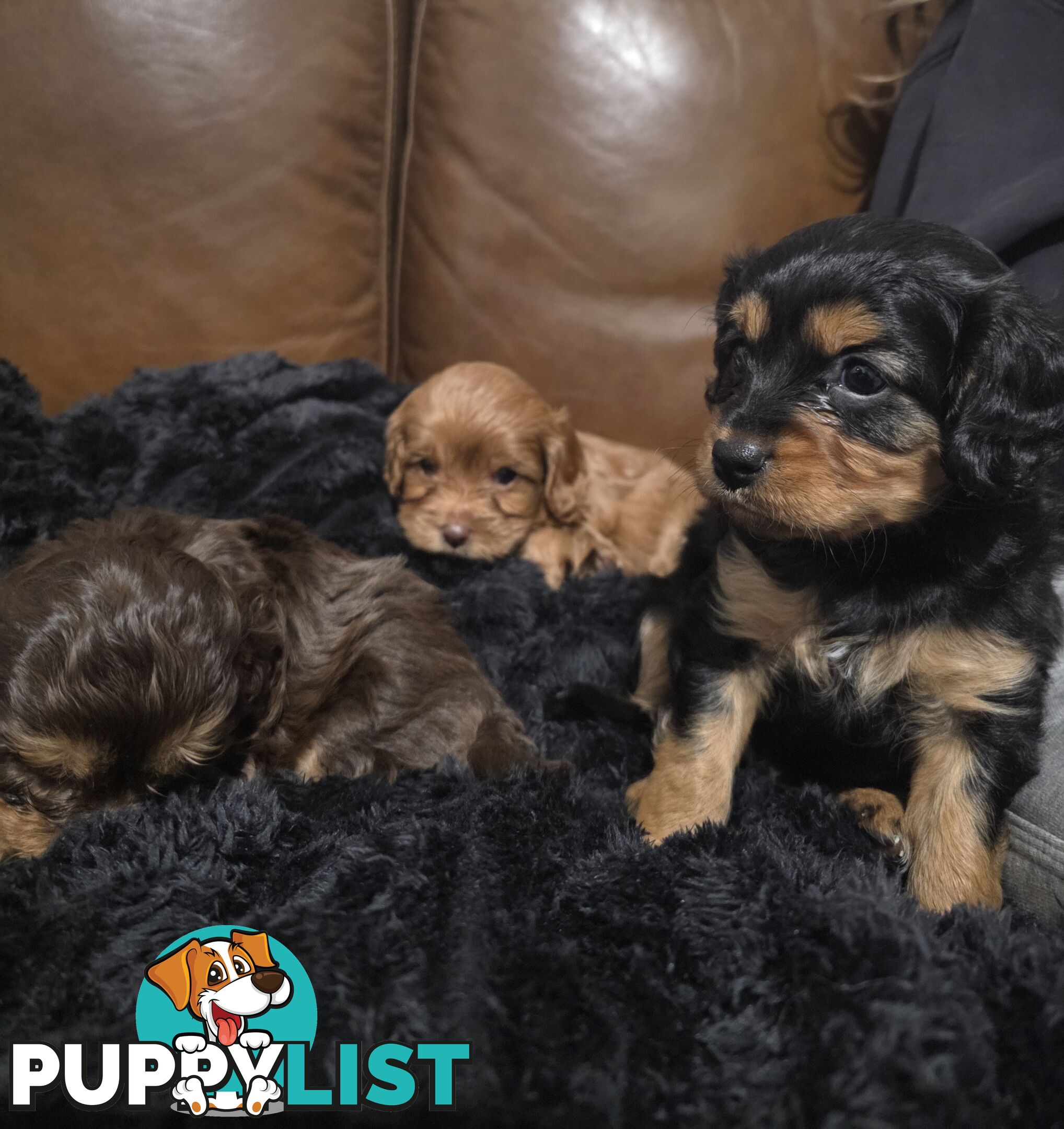 F2 Toy Cavoodle Puppies