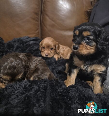 F2 Toy Cavoodle Puppies
