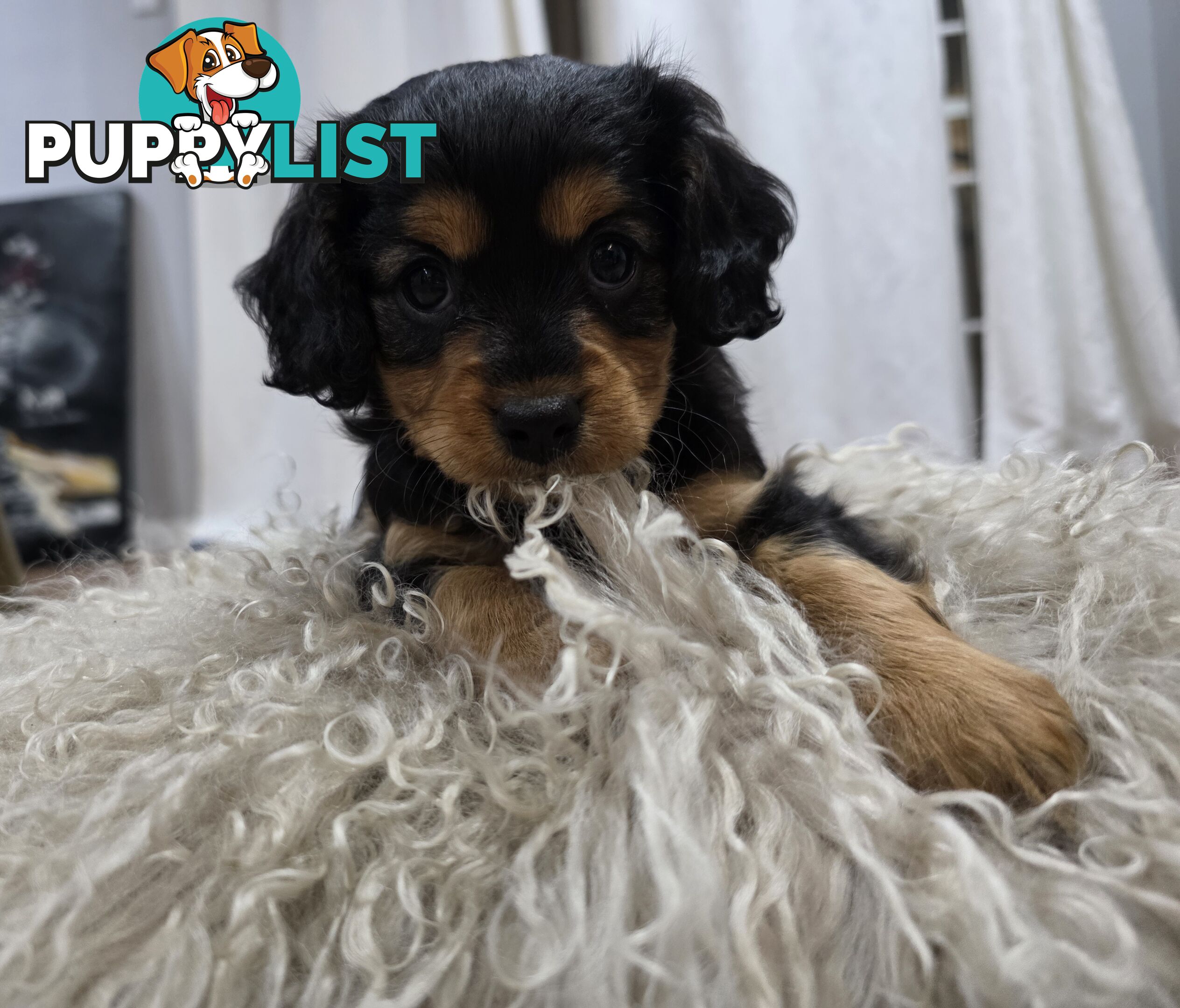 F2 Toy Cavoodle Puppies