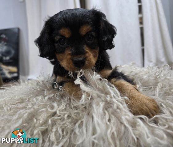 F2 Toy Cavoodle Puppies