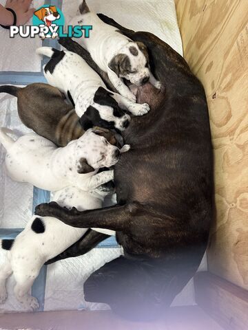 5 adorable American staffy puppies for sale