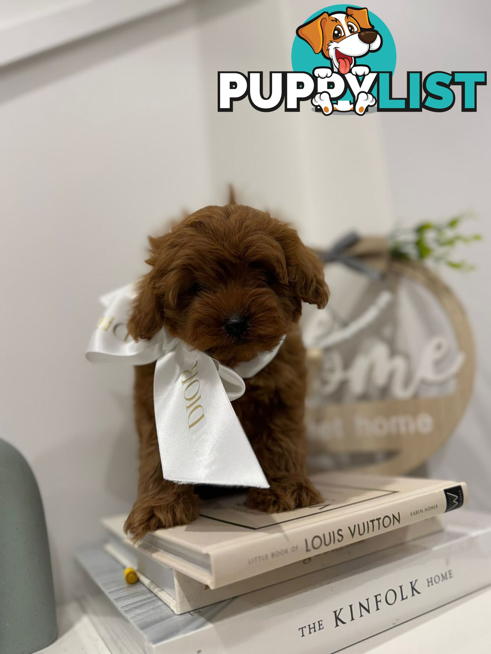 F1b Toy Cavoodle Puppies. Sire DNA Tested